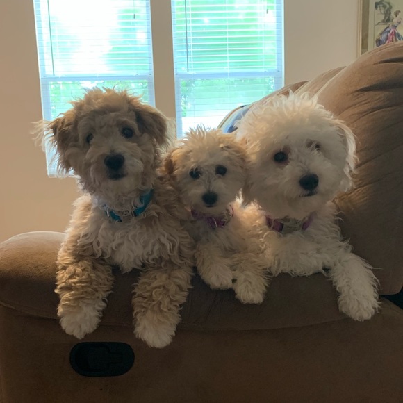 Meet your Posher, Nikki - Picture 3 of 8